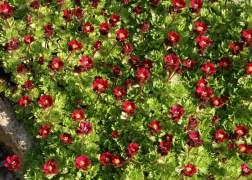 Saxifraga arendsii Red / Kőtörőfű piros